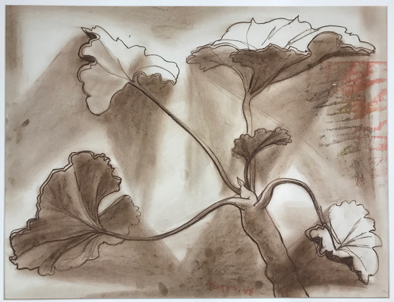 A drawing of a geranium