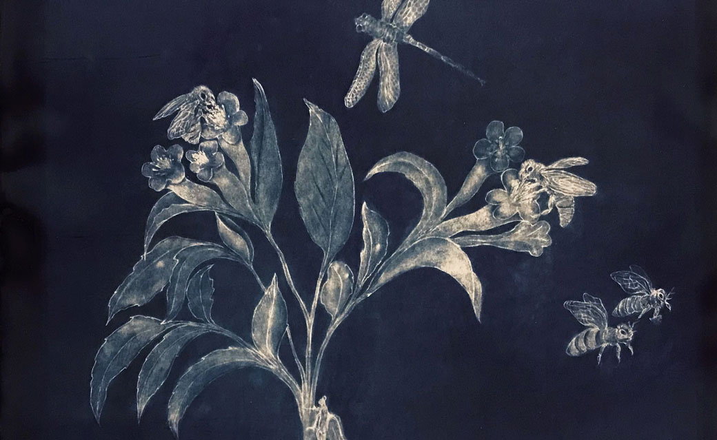 detail of a cyanotype photograph of insects and flowers by Alain Clement from the museum's collection
